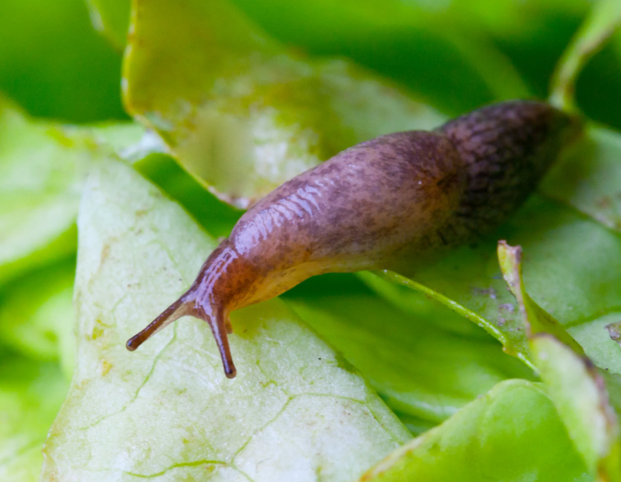 Australian Man Dies After Rare Illness Linked to Swallowed Slug 1