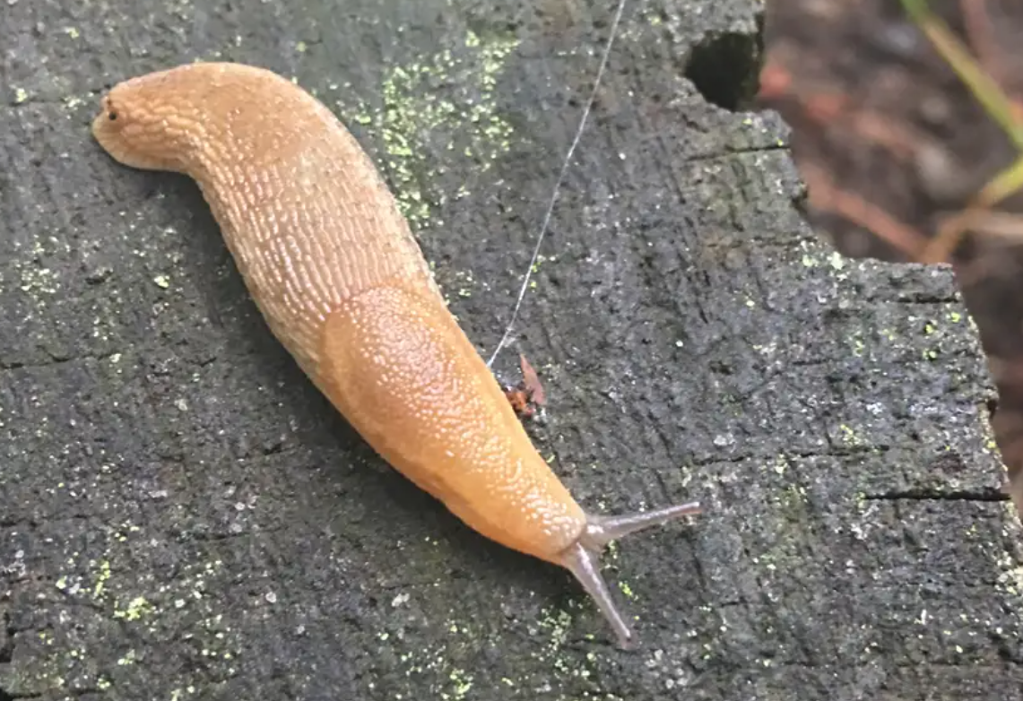 Australian Man Dies After Rare Illness Linked to Swallowed Slug 2